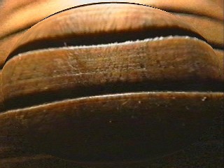 "Besos negros" calientes y amargos